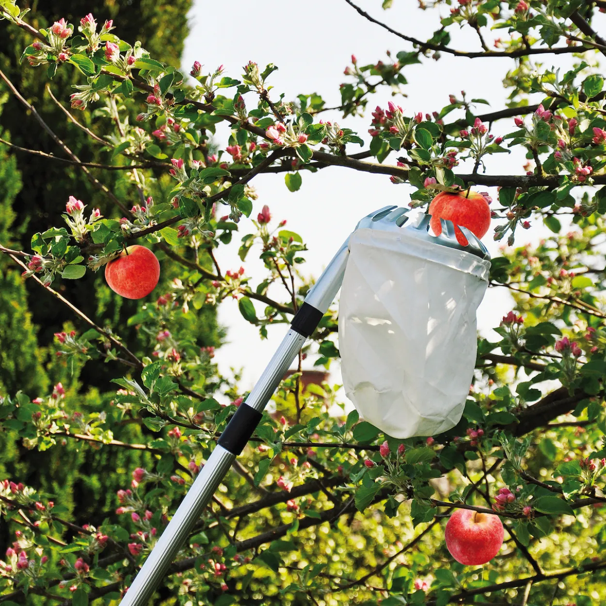 Grouw fruktplukker m/teleskopskaft 150-260 cm